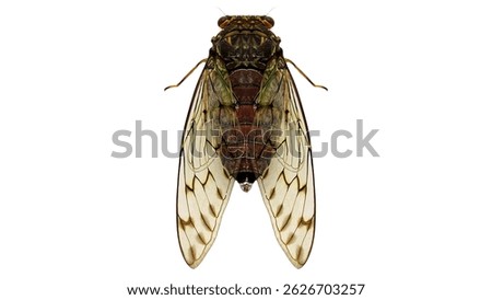 This insect has a robust, mottled brown and green body with prominent compound eyes. Its membranous wings are held tent-like over its abdomen, displaying a network of veins. Short antennae protrude fr