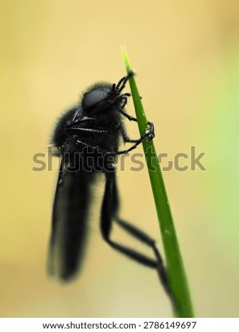 This insect is a March fly (Bibio marci), also known as the St. Mark’s fly. 