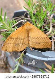 This insect is a monkey moth, specifically from the genus Eupterote in the family Eupterotidae.It is known for its large, furry body which resembles the fur of monkeys.This specific species is likely Eupterote lineosa or Eupterote undata, commonly found in regions like India and Southeast Asia.These moths are typically medium to large-bodied and feature 