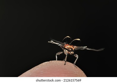 This Insect Resembles The Night Takeoff Of A Military Aircraft.