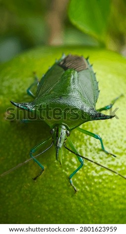 this insect is a stink bug,especially from the genus Loxa,these are true bugs (order Hemiptera) known for their distinctive shield like shape and vibrant green color,which helps them blend into foliage