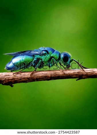 This insect is very easy to recognize because of its shiny metallic body color, usually green, blue, or purple.