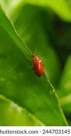 This insect, whose Latin name is Aulacophora coffeae, is yellow, orange to brown in color, grows up to 8 mm long and has prominent black eyes. This beetle's favorite food is cucumber leaves, pumpkins