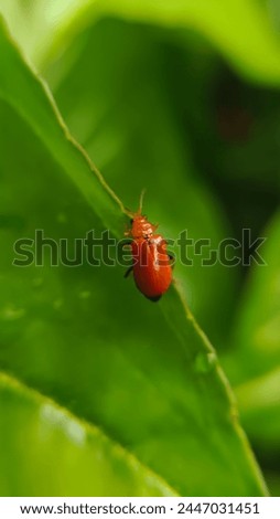 This insect, whose Latin name is Aulacophora coffeae, is yellow, orange to brown in color, grows up to 8 mm long and has prominent black eyes. This beetle's favorite food is cucumber leaves, pumpkins