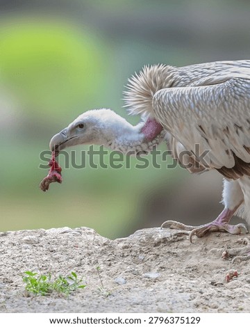 This intimate portrait captures the remarkable Himalayan Vulture (Gyps himalayensis) in the midst of feeding, revealing the raw reality and ecological importance of one of the Himalayas’ most impressive scavengers. With its pale plumage, powerful hooked beak, bare pink neck, and distinctive ruff of feathers, the vulture is perfectly adapted to its role as nature’s clean-up specialist. By efficiently consuming carrion, these majestic birds help prevent the spread of disease and maintain the delicate balance of mountain ecosystems. Often misunderstood, Himalayan Vultures are symbols of resilience and survival, soaring across high-altitude landscapes in search of sustenance. This close-up image highlights both the strength and subtle beauty of a species essential to biodiversity, reminding us that even nature’s most overlooked creatures deserve admiration, respect, and continued conservation efforts.