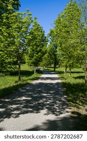 This inviting paved path winds through a lush green park under a clear blue sky. Dappled sunlight filters through fresh tree leaves, creating a tranquil scene for walkers to enjoy nature's beauty and find peaceful respite.