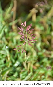 This Is Kind Of Plant.They Are Rarely Seen In Paddy Fiels Of Sri Lanka.