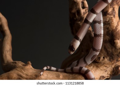this is a king snake