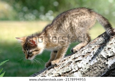 Similar – Image, Stock Photo Cute kitten Baby Nature