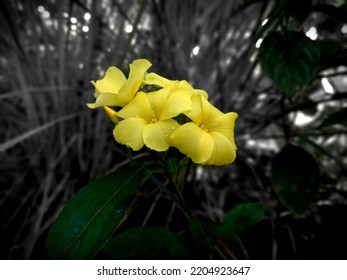 This Is Known As Bermuda Buttercup.
Scientific Name: Oxalis Pes-caprae
Higher Classification: Wood Sorrels
Family: Oxalidaceae
Kingdom: Plantae