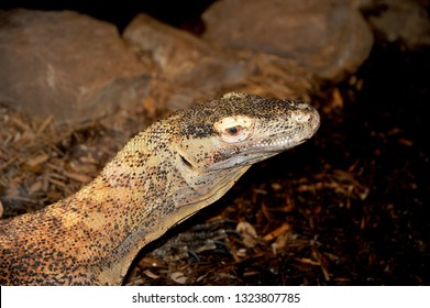 This Komodo Dragon A Type Of Monitor Lizard That Is Very Aggressive And Bites Like A Snake With Deadly Venom.