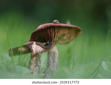 This ladybug is perched atop a mushroom in a field of green - Powered by Shutterstock