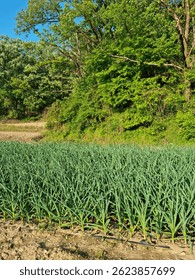 
This is a landscape of garlic fields.