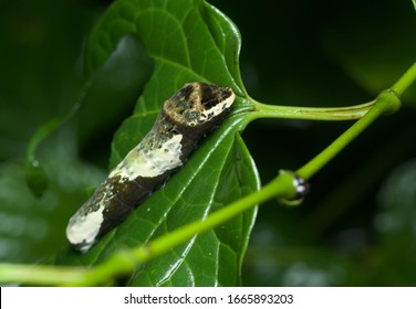 This large caterpillar mimics a bird poop to avoid predation. This caterpillar is a young Giant Swallowtail butterfly, found in the rainforest in Costa Rica.