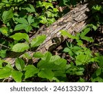 This large Eastern fence lizard, Sceloporus undulatus, is well camouflaged while resting on a fallen tree. It is native to much of eastern North America.