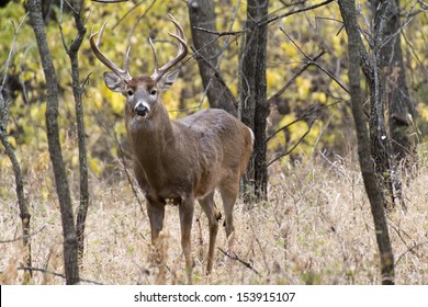 This large White Tail buck was not happy about finding me in such close proximity. He stood as large as he could.  I acknowledged his presence, captured his portrait, and quietly moved on.