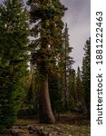 This is a large Whitebark pine found in the forests of Lassen Volcanic National Park in  northern California. The morning sun is lighting its trunk.