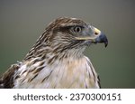 This largest of North American hawks really is regal—its species name is regalis—with a unique gray head, rich, rusty (ferruginous) shoulders and legs, and gleaming white underparts.