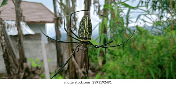 This is the largest type of spider we can still find