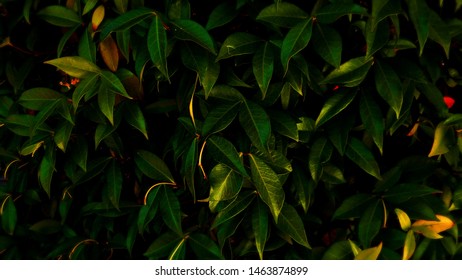 This leaf backdrop is a beautiful backdrop for any situation, presentations, computer backrounds, and many more. (20mp)