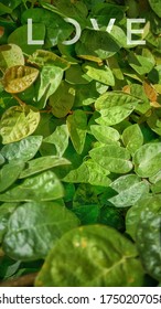 This is a leaf caption captured through mobile phone and edited through Photoshop CC 2020.