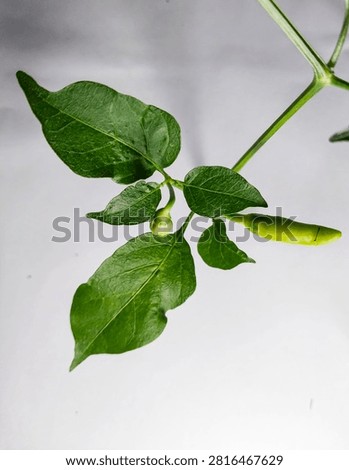 this is leaf chile papper