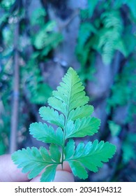 this leaf found on large trees, it grows on other trees as hosts, its good shape makes it suitable as a dry leaf craft