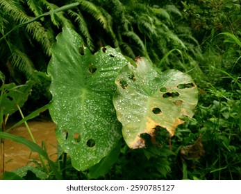 This leaf has a perfectly round hole because it was eaten by a caterpillar