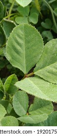 This is a leaf of the vegetable taking from the garden of the reshoot.