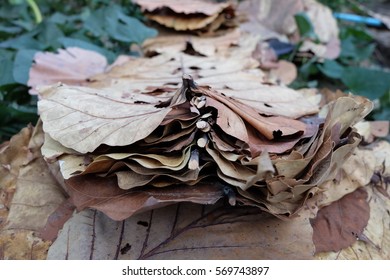 this leaf we can made roof.