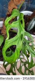 This Leave Is Monstera Obliqua