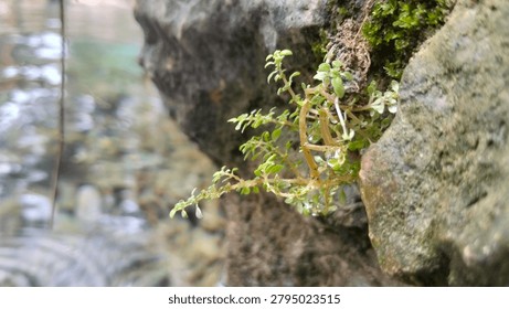 This limestone formation forms the boundary of a calm, shallow aquatic ecosystem characterized by exceptionally clean conditions, entirely free from murky sediment pollution