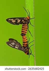 This little butterfly is called amata huebneri, beautiful little butterfly who are meeting