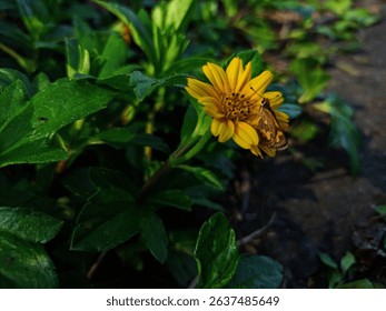 This little butterfly stayed still for the photo, knowing that its wings were so pretty