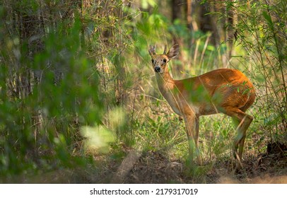 This Little Cute Antelope Here Is Called Chousingha Or Four-horned Antelope.