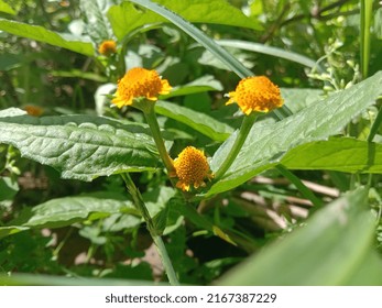 This Little Flower Grows In A Wide Open Space Like In A Lawn