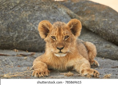 This Little Lion Cub Was Lying With His Female Family.