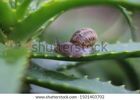 This little snail was found creeping along, at a steady pace, on the leaf of a succulent. 