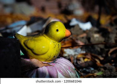 As This Little Toy Bird Sits With Ash, It Still Looks On To The Brighter Future After The Fires Destroyed Santa Rosa And Coffee Park. Santa Rosa Is A Strong Community That Will Build Itself Back Up. 