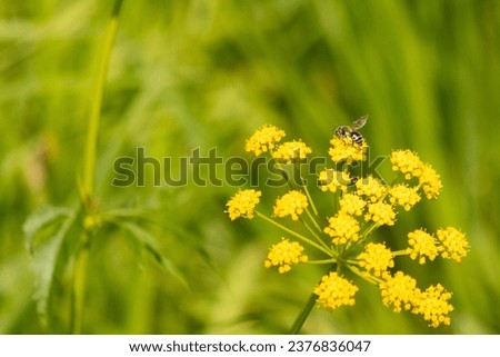 This little yellow-legged mining bee was out collecting nectar in this field. The little insect is sitting in a golden alexander flower and helping to pollinate. The tiny bug has a striped body.