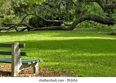 This Live Oak In An Orlando Park Has Been Growing On It's Side For Many Years.