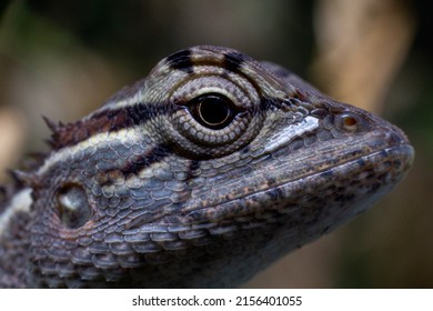 This Is A Lizard Face Macro Photo. Lizard Closeup Image. Lizard Eye.