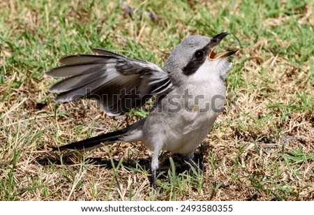 This is a Loggerhead Shrike fledgling about to be fed!