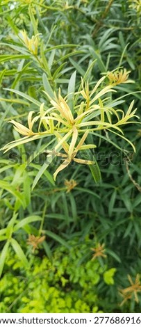 This is lohansung or podocarpus macrophyllus, often called buddhist pine or kiara payung