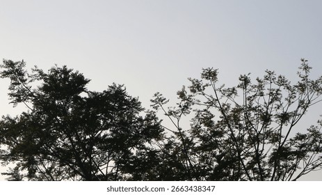 
This is a low-angle shot of the upper branches and leaves of a tree silhouetted against a clear, light blue sky. 
