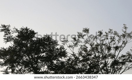 
This is a low-angle shot of the upper branches and leaves of a tree silhouetted against a clear, light blue sky. 
