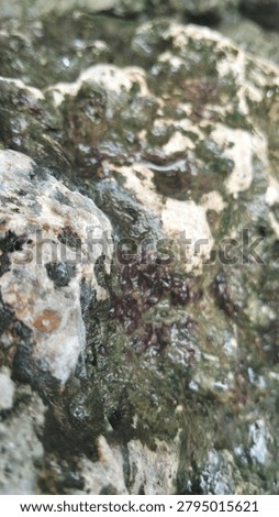 This lower rock cavity creates a shaded, cool, and damp micro-space capable of holding clean water while providing a sheltering environment for surrounding vegetation roots to grow through