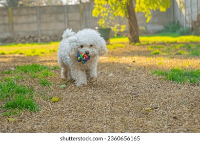 This is Lupe and she returns with a ball
