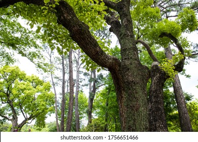 This is a lush tree.