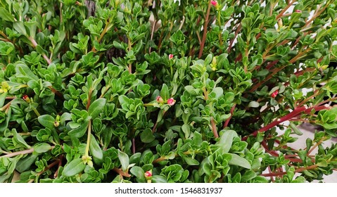 This Is Lythrum Portula Is A Species Of Flowering Plant In The Loosestrife Family